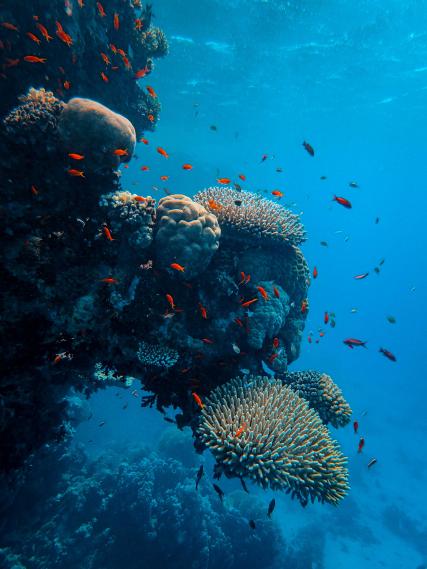 Under the sea, un restaurant unique au cœur de Paris
