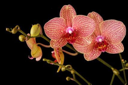 Mille et une Orchidées, l'exposition au Jardin des plantes